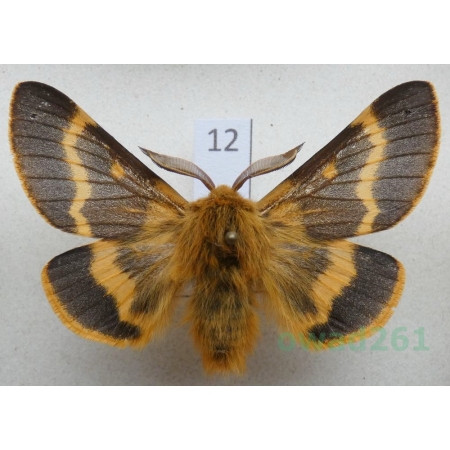 Lemonia dumi (Linnaeus, 1761) male Slovakia12